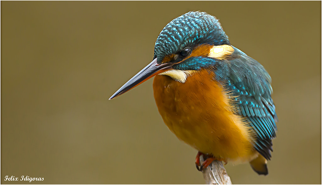 Canon EF 500mm F4L IS USM sample photo. De pesca obserbando photography