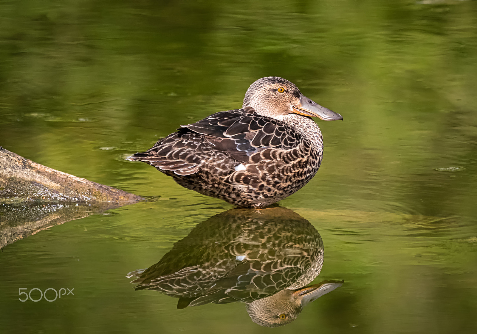 Panasonic Lumix DMC-GH4 + LEICA DG 100-400/F4.0-6.3 sample photo. Female nz shoveler photography