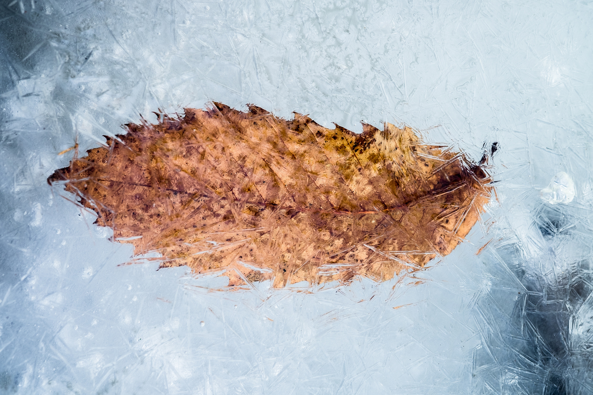 Fujifilm X-T1 + Fujifilm XF 60mm F2.4 R Macro sample photo. Parallel world photography