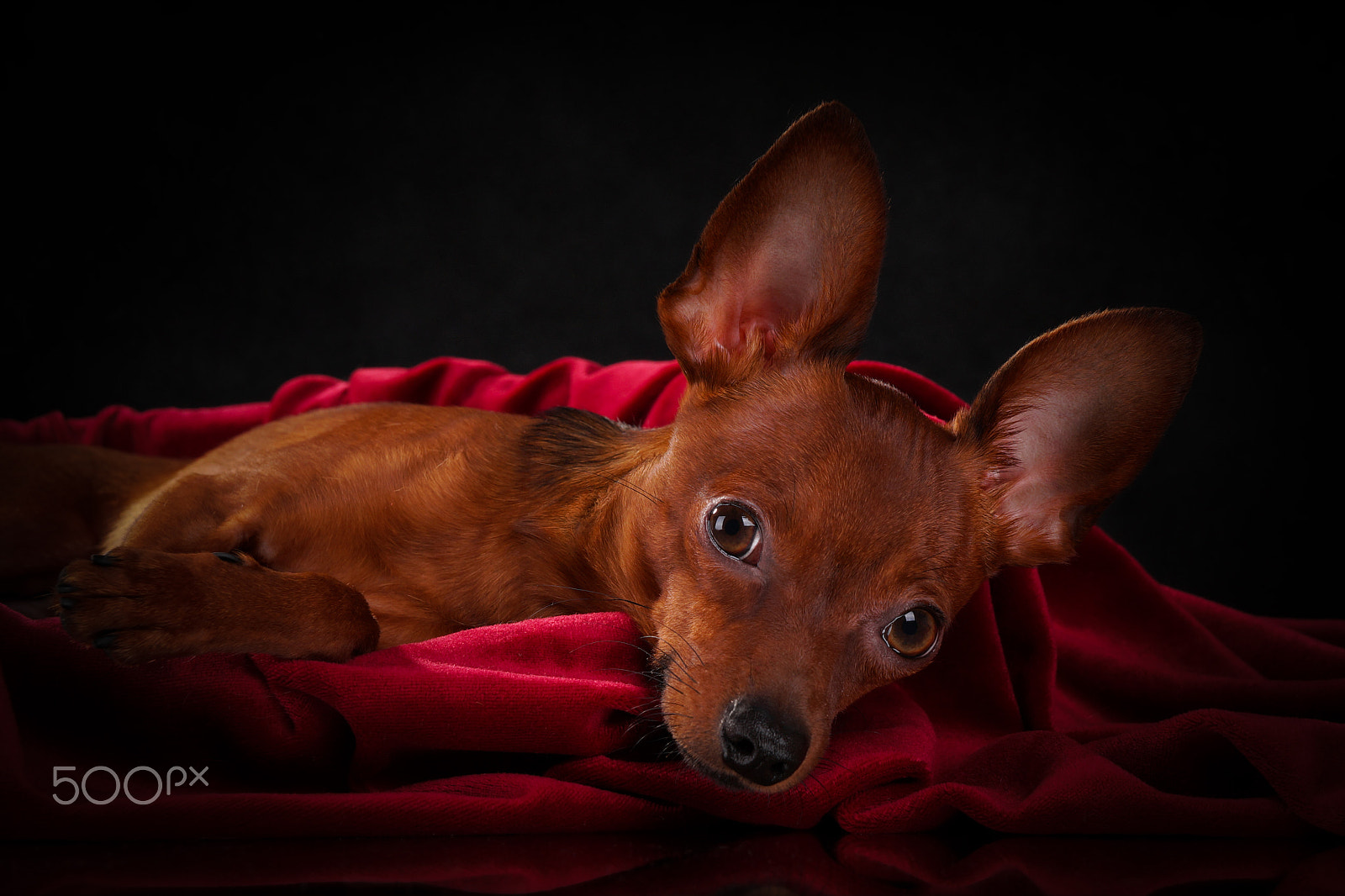 Sony Alpha a99 sample photo. Tiger photography