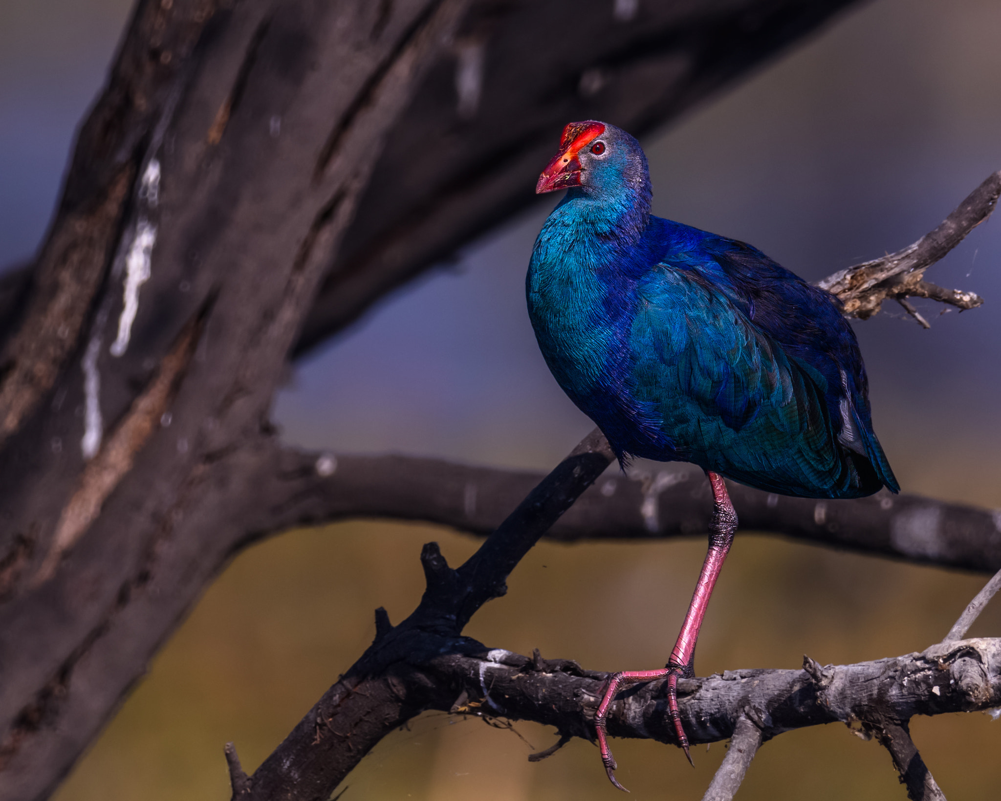 Nikon AF-S Nikkor 800mm F5.6E FL ED VR sample photo. Purple swamphen photography