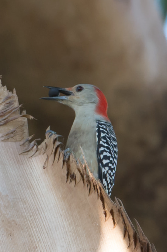 Nikon AF-S Nikkor 200-400mm F4G ED-IF VR sample photo. Hungy woodpecker photography