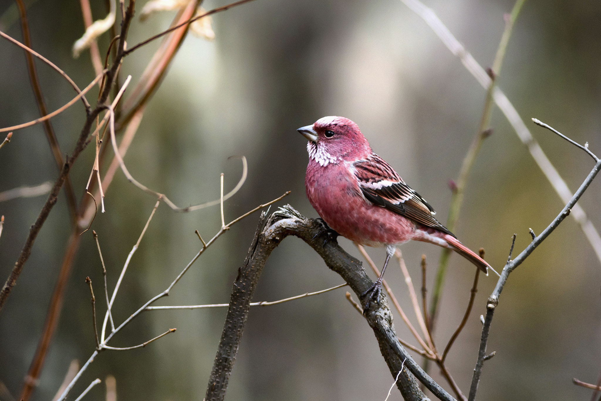 Nikon AF-S Nikkor 300mm F2.8G ED-IF VR sample photo. Carpodacus roseus photography