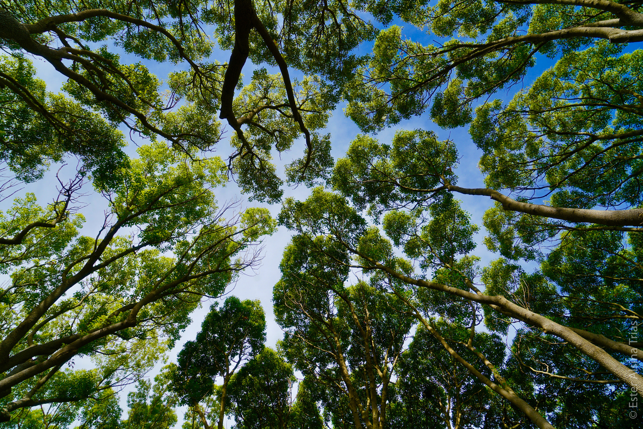 Sony Vario Tessar T* FE 24-70mm F4 ZA OSS sample photo. Arboles photography