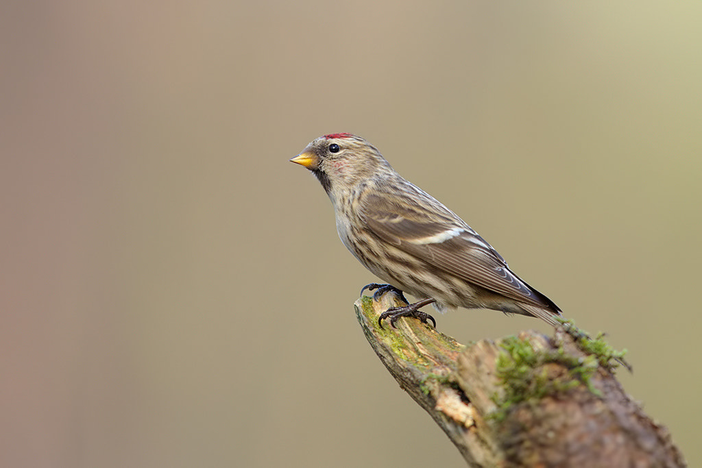 Canon EOS-1D X + Canon EF 600mm F4L IS II USM sample photo. Mealy redpoll.  photography