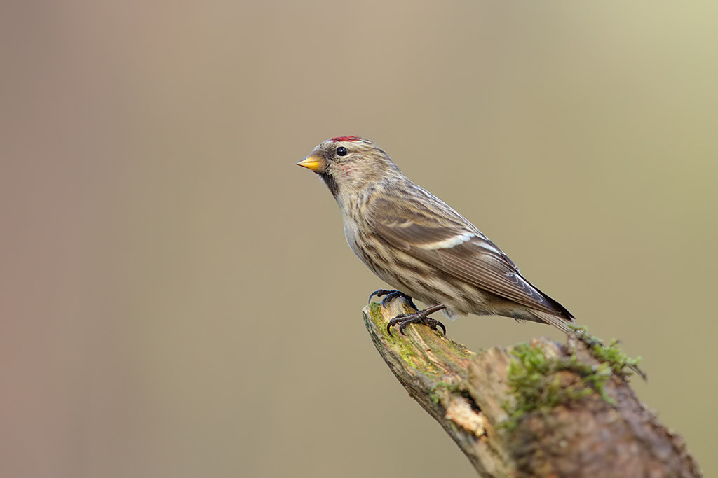 Canon EF 600mm F4L IS II USM sample photo. Mealy redpoll.  photography