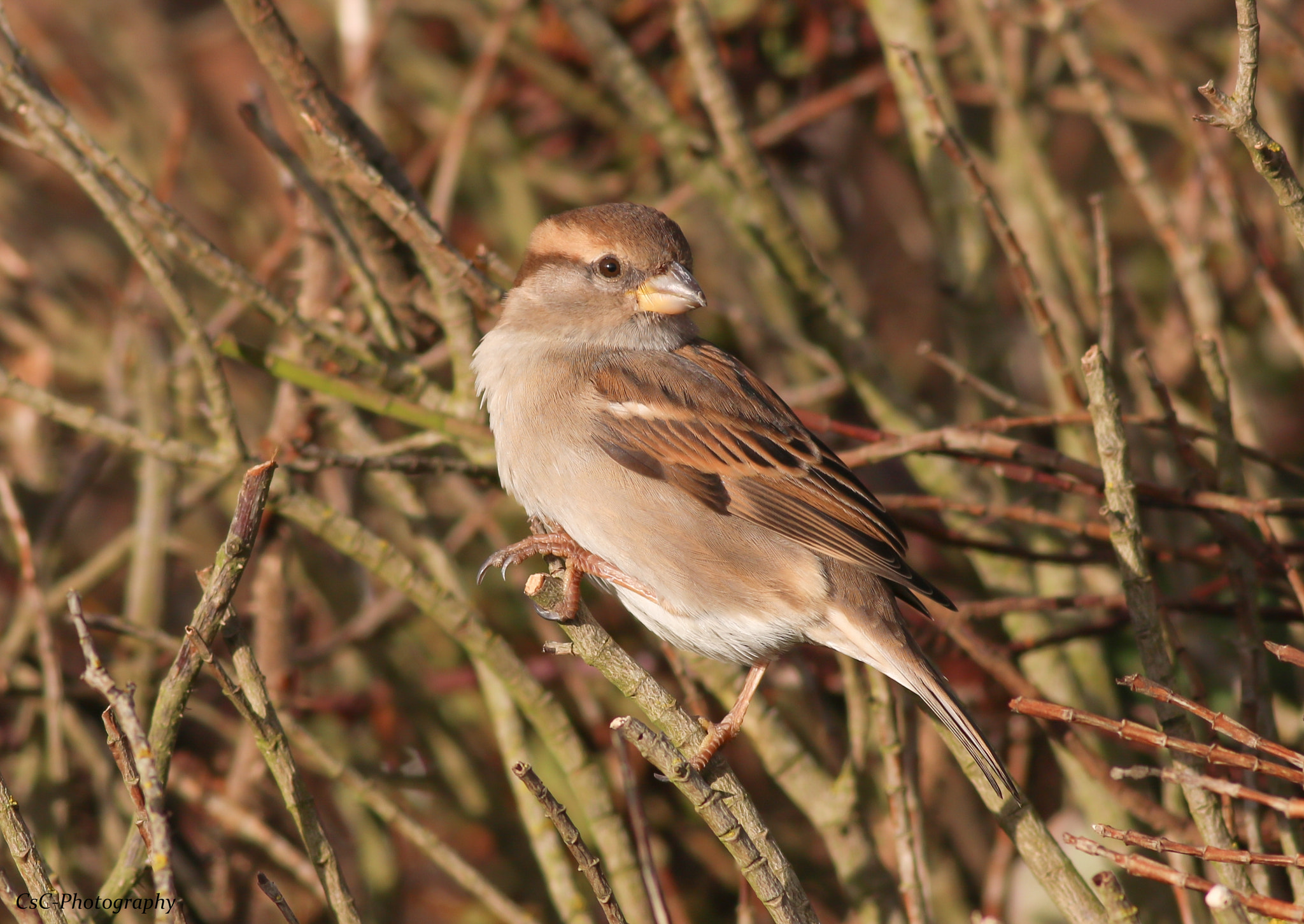 Canon EOS 760D (EOS Rebel T6s / EOS 8000D) sample photo. Female sparrow photography