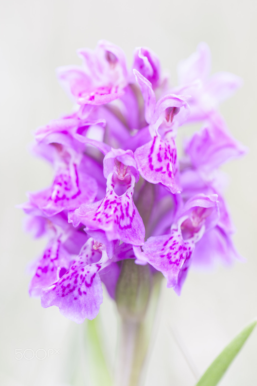 Canon EOS 40D sample photo. Orchid photography