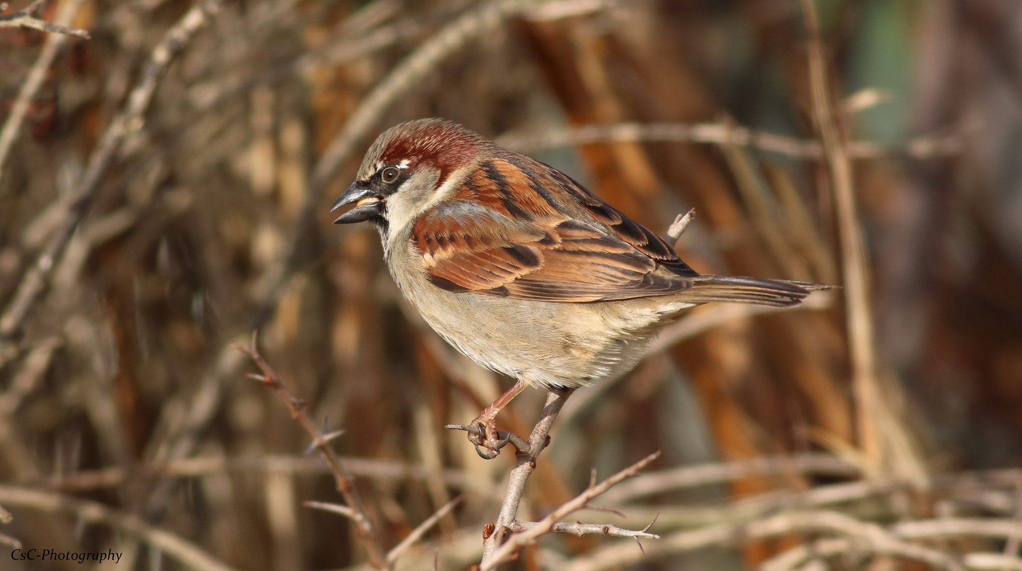 Canon EOS 760D (EOS Rebel T6s / EOS 8000D) sample photo. Male sparrow photography