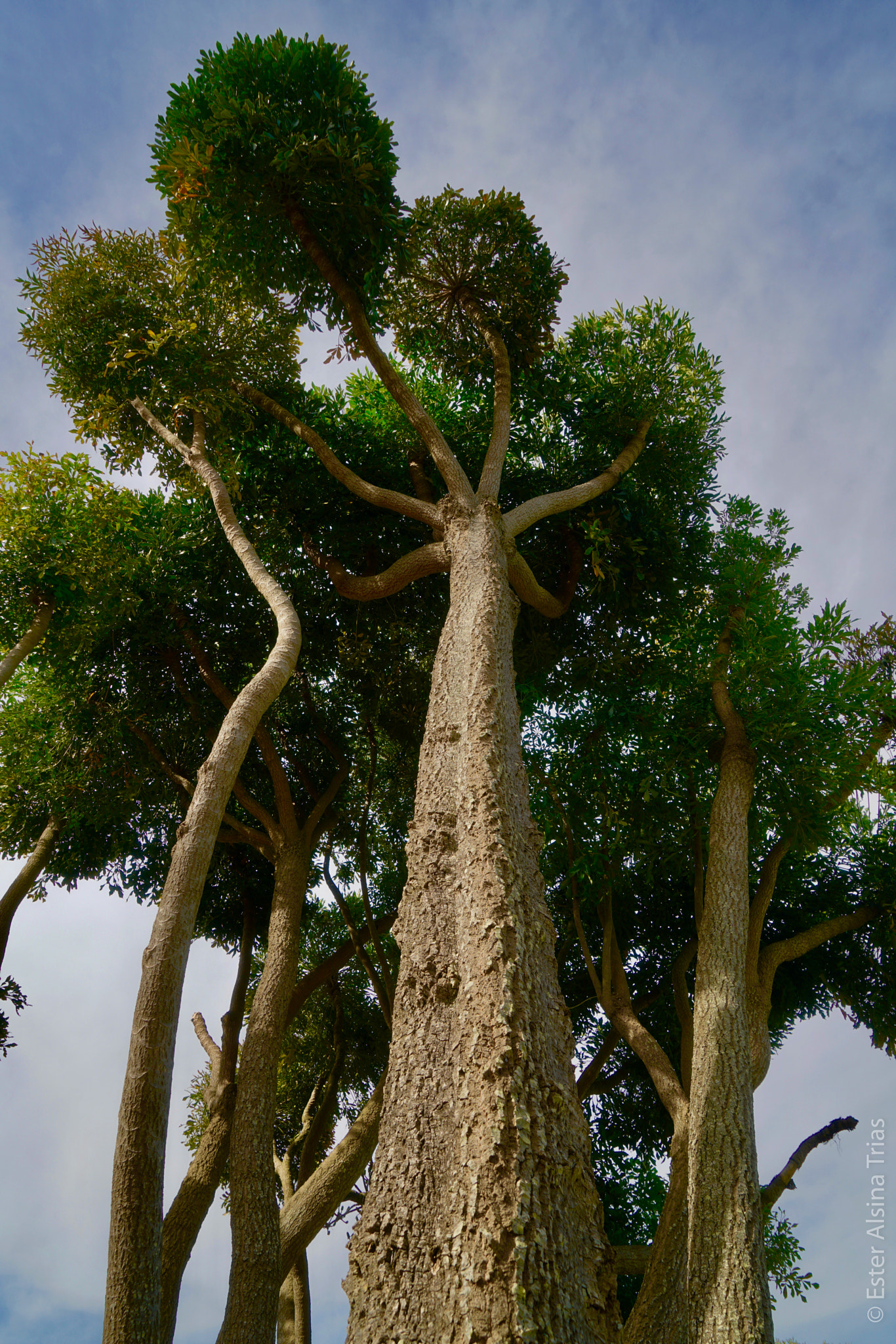 Sony a7R II sample photo. Bonitos arboles photography