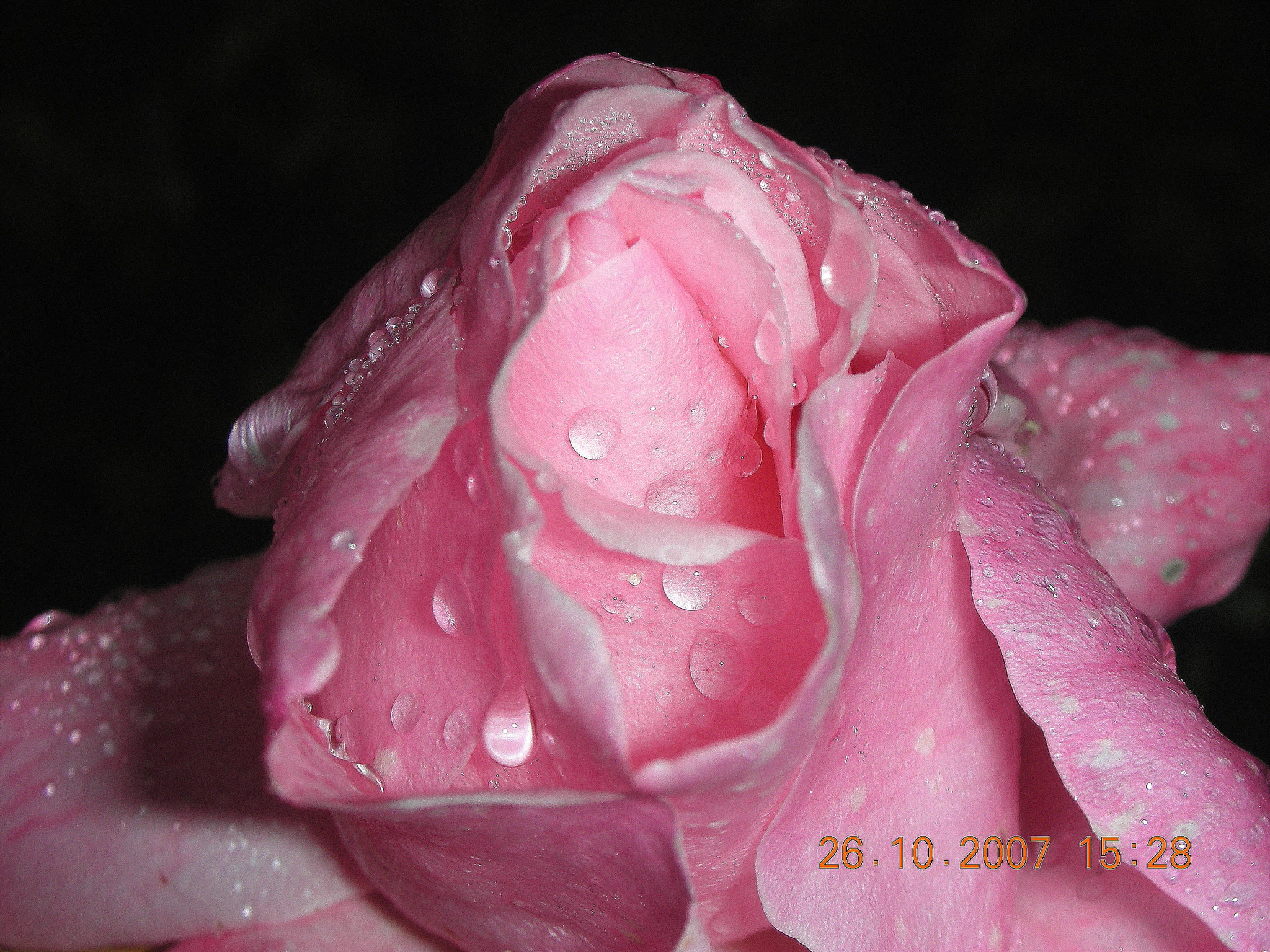 Nikon COOLPIX S6 sample photo. Rosy dew... photography