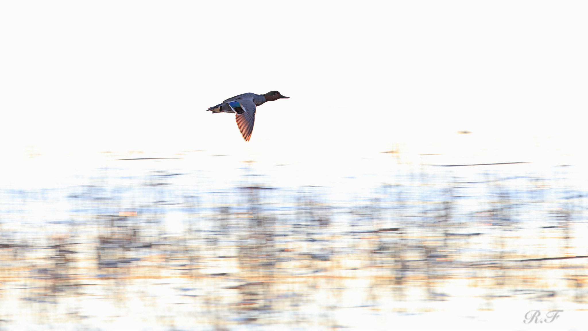 Canon EF 600mm F4L IS II USM sample photo