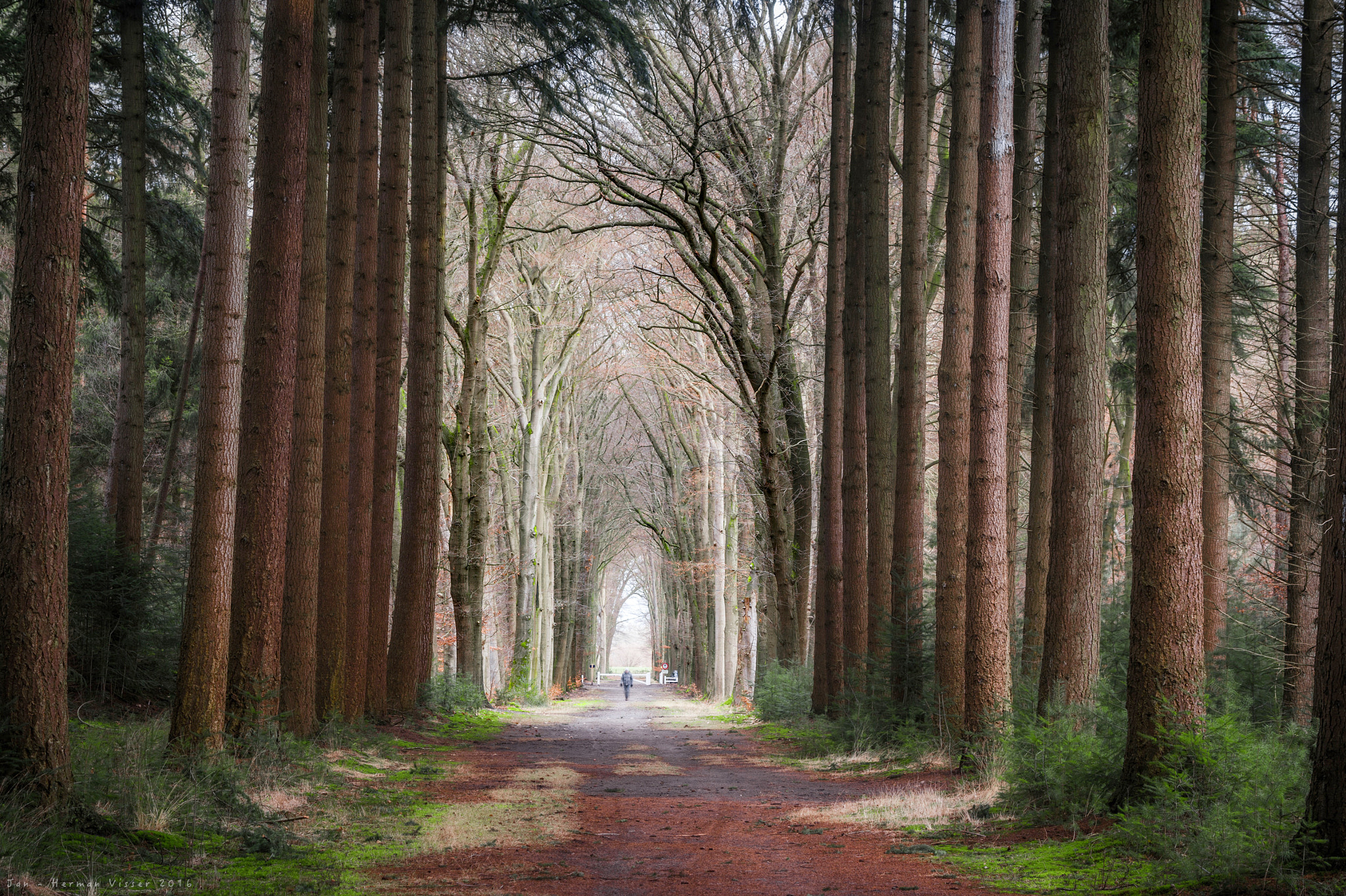 Canon EF 50-200mm f/3.5-4.5 sample photo. Walk among the giants photography