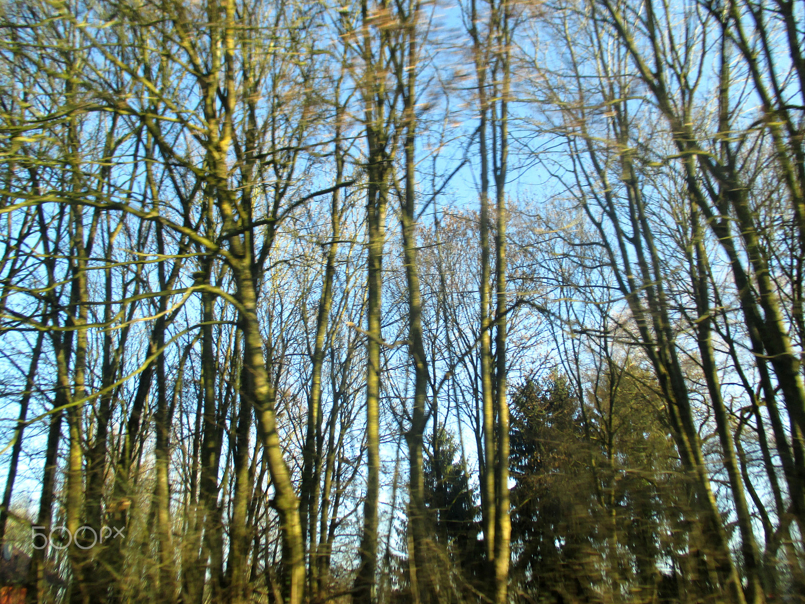 Canon IXUS 135 sample photo. Trees of green photography