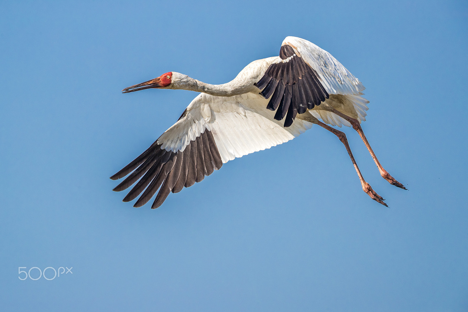 Canon EF 500mm F4L IS II USM sample photo. Siberian crane (grus leucogeranus) in flight photography
