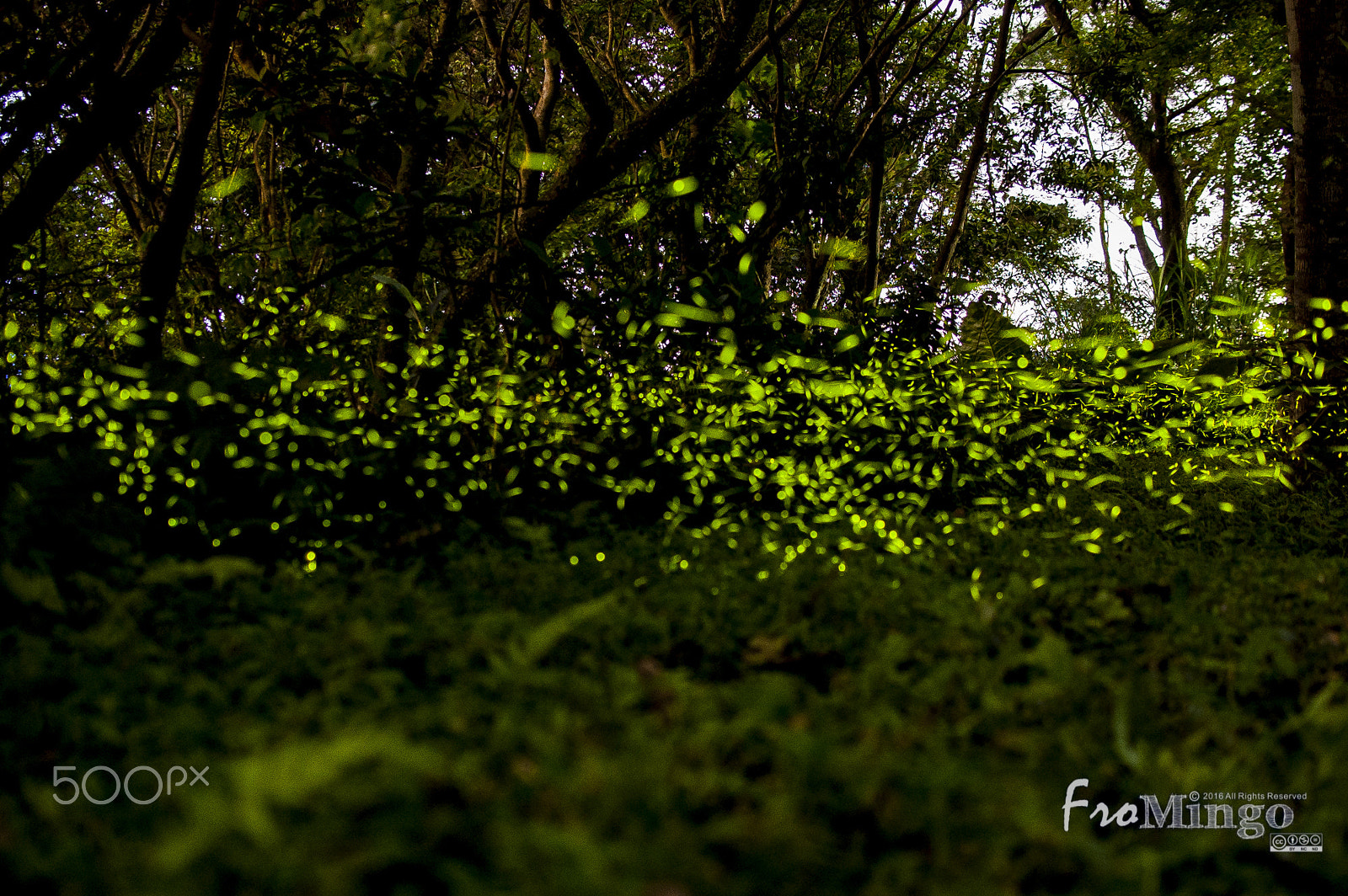 Nikon D40 + Nikon AF-S DX Nikkor 35mm F1.8G sample photo. Firefly photography