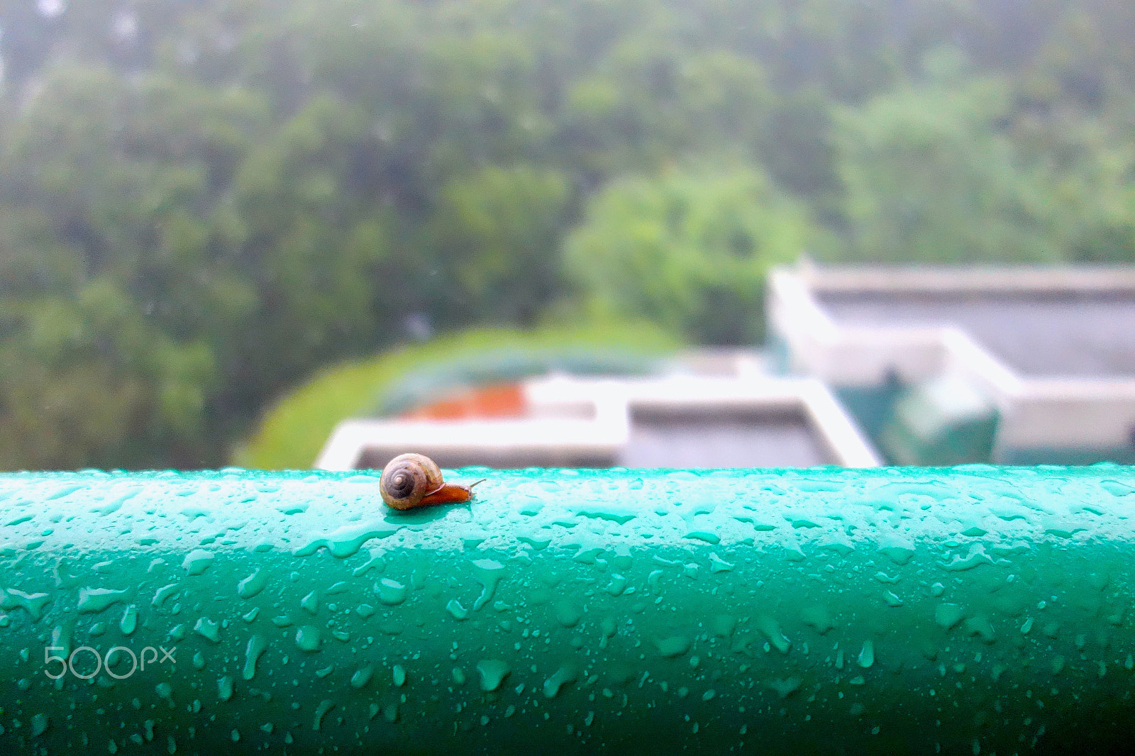 Sony Cyber-shot DSC-RX100 + Sony 28-100mm F1.8-4.9 sample photo. Snail photography
