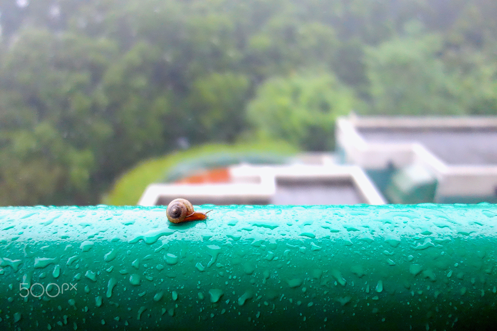 Sony Cyber-shot DSC-RX100 sample photo. Snail photography