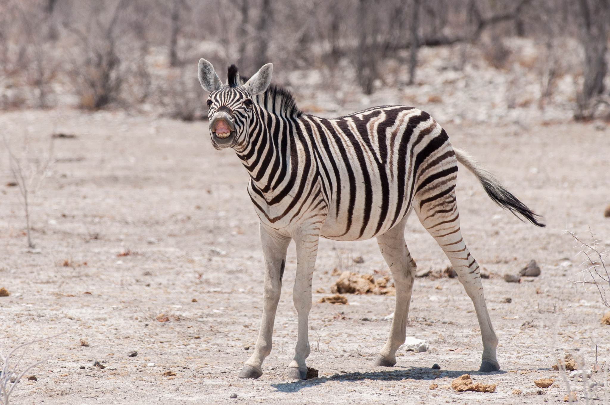 AF-S Zoom-Nikkor 80-200mm f/2.8D IF-ED sample photo. Smiling zebra photography