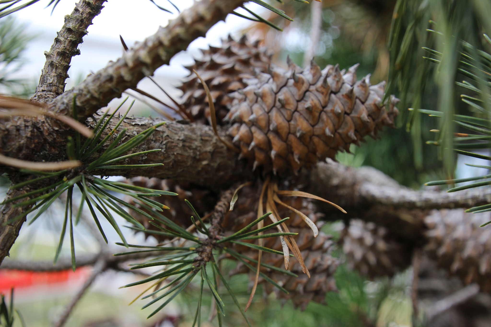Canon EOS 600D (Rebel EOS T3i / EOS Kiss X5) sample photo. Shenandoah national park photography