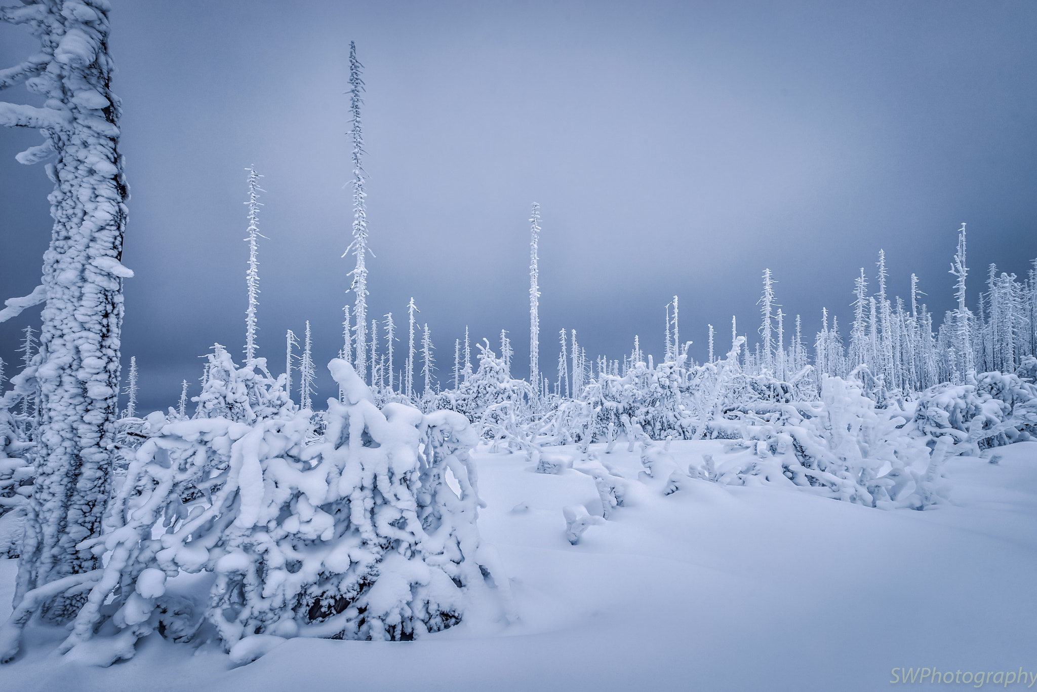 Sony a7 II sample photo. Devastated trees in deep snow photography