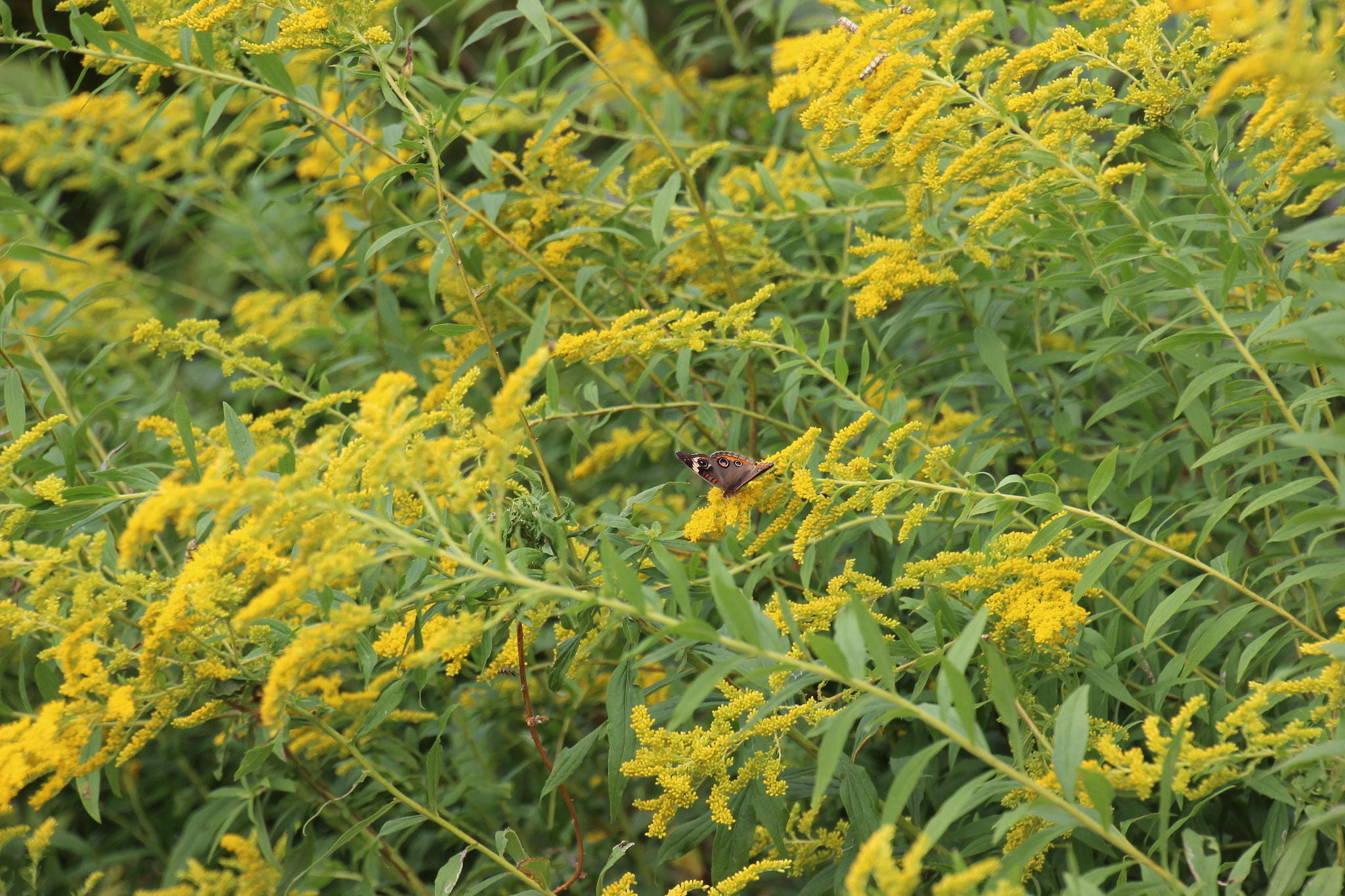 Canon EOS 600D (Rebel EOS T3i / EOS Kiss X5) sample photo. Shenandoah national park photography