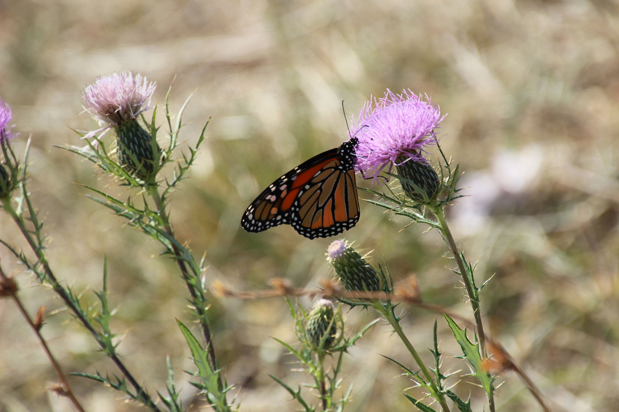 Canon EOS 600D (Rebel EOS T3i / EOS Kiss X5) sample photo. Shenandoah national park photography