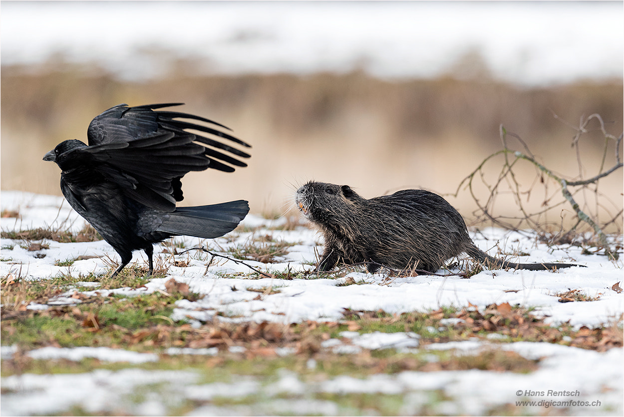 Nikon D5 + Nikon AF-S Nikkor 600mm F4E FL ED VR sample photo. Nutria mag diese krähe nicht.... photography