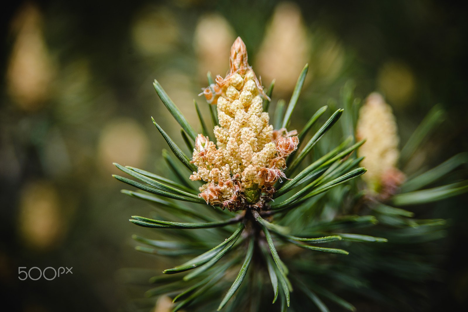 AF Zoom-Nikkor 28-105mm f/3.5-4.5D IF sample photo. Pine ovary photography