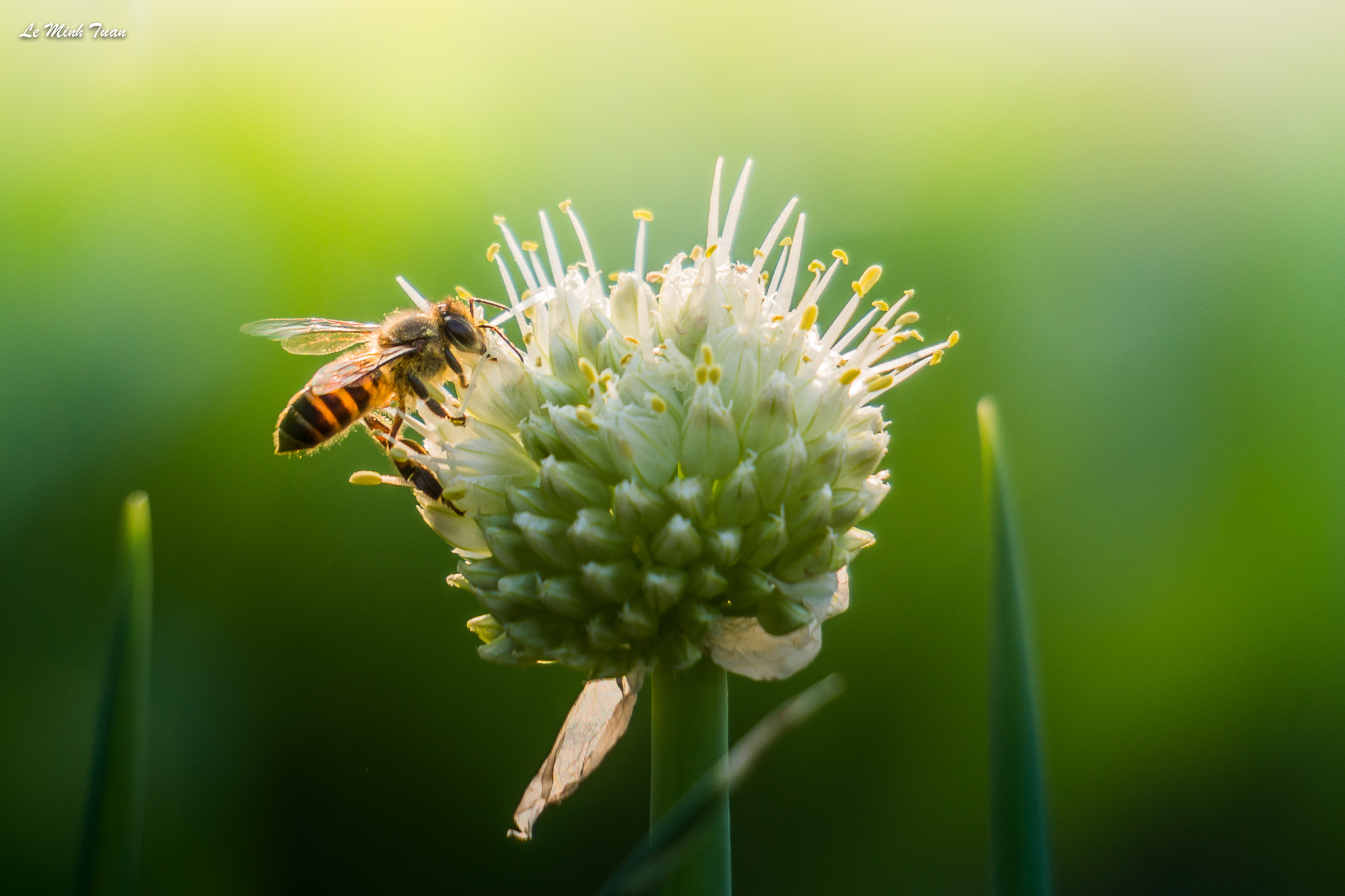 Sony Alpha NEX-7 + Sony E 55-210mm F4.5-6.3 OSS sample photo. Enjoy flower photography