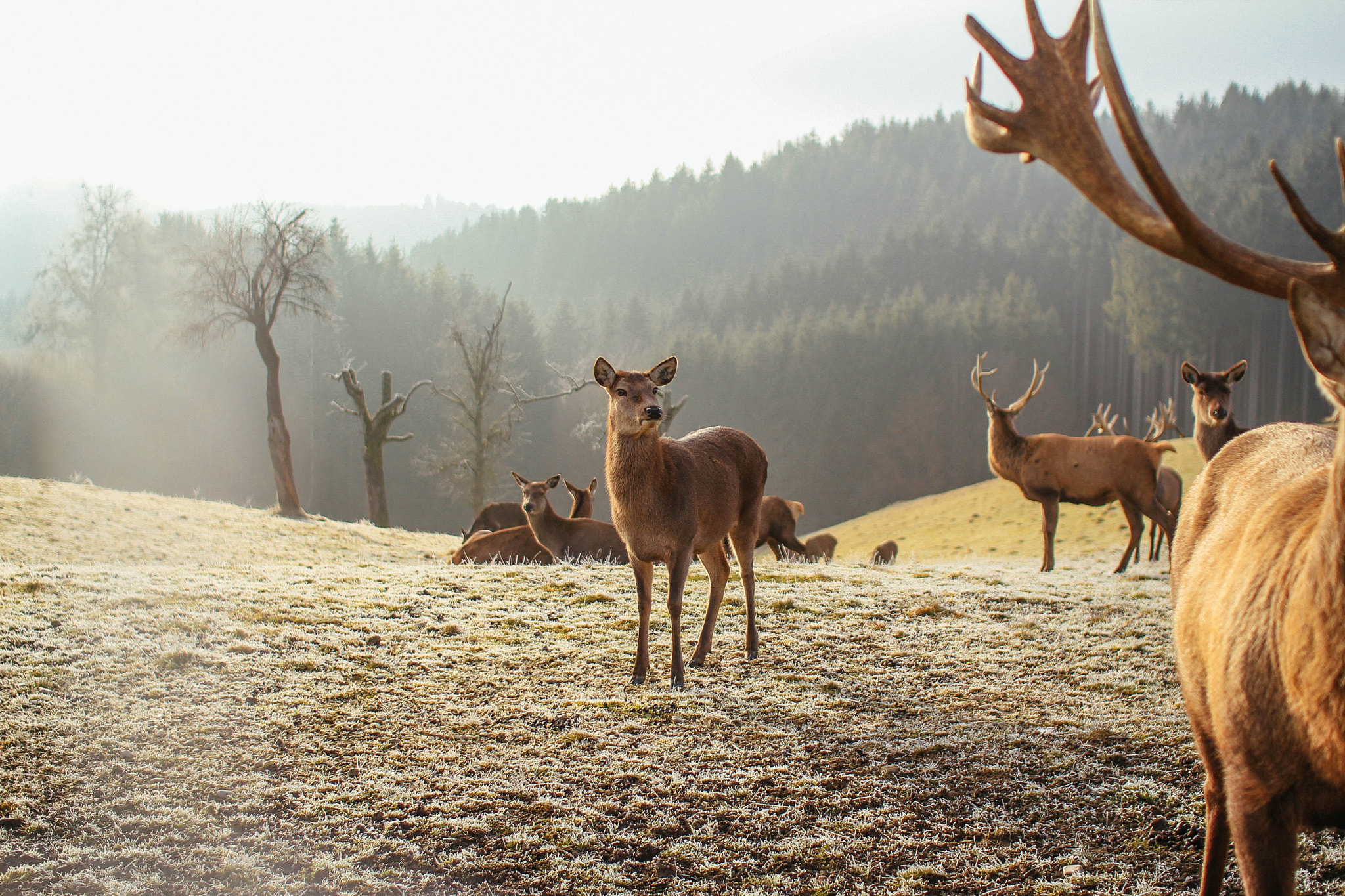 Sigma 30mm F1.4 EX DC HSM sample photo. Deer & doe photography
