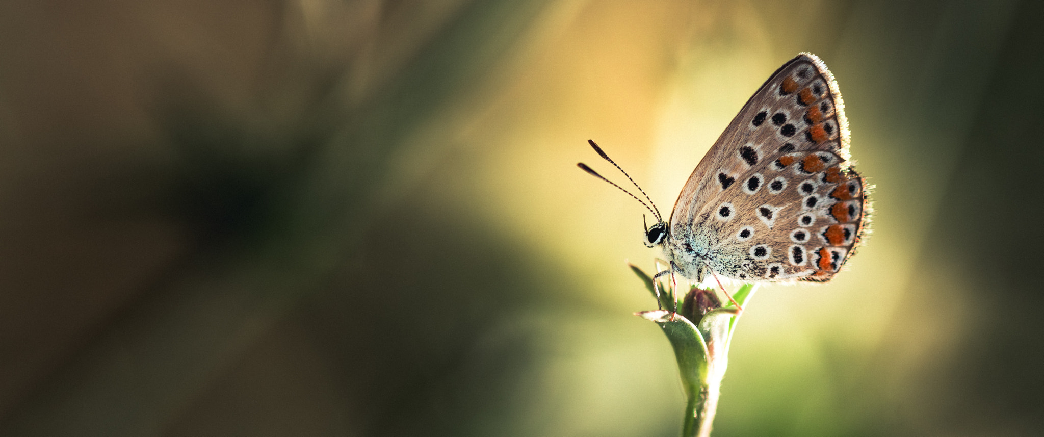 Sony ILCA-77M2 + 105mm F2.8 sample photo. The panavision butterfly photography