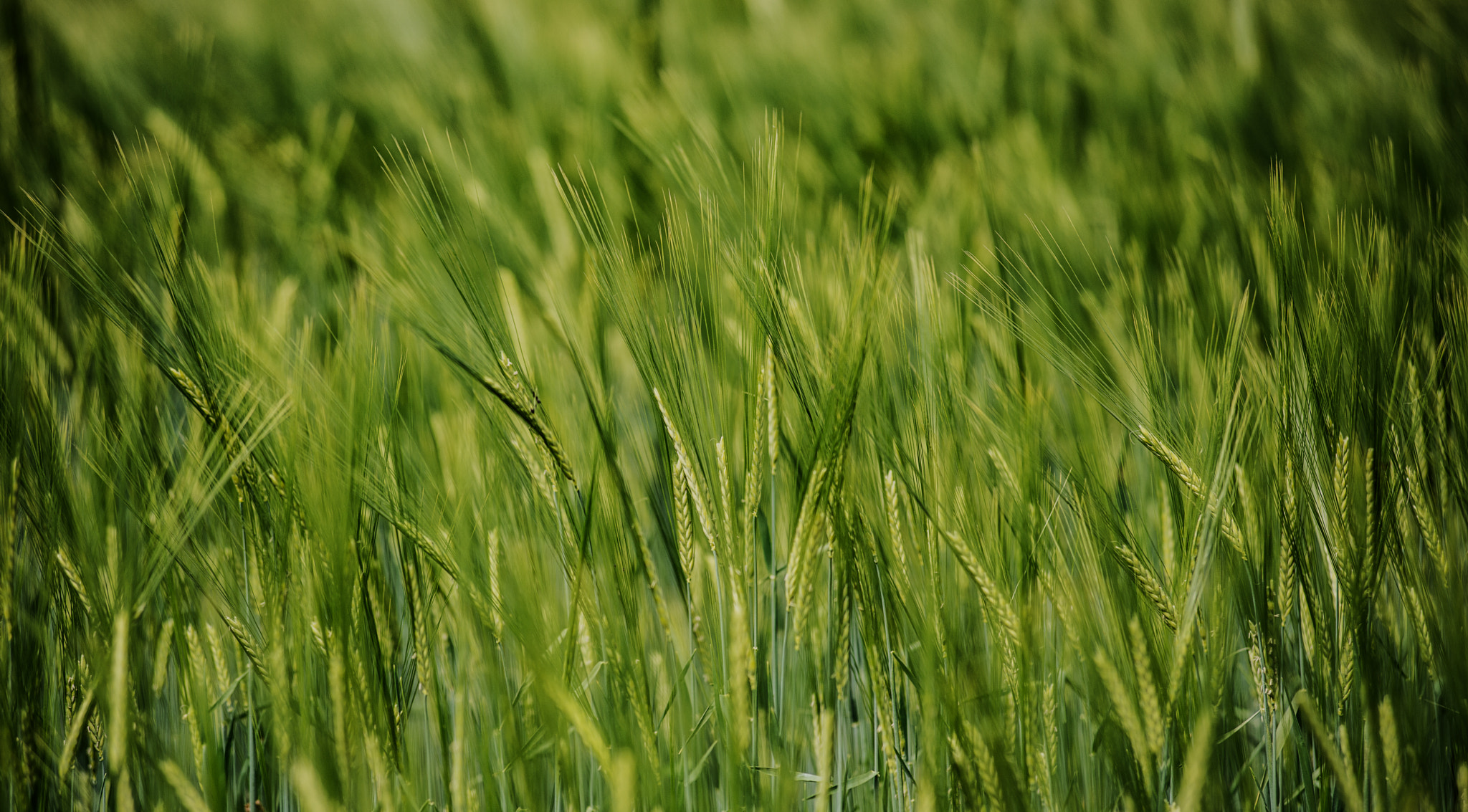AF Zoom-Nikkor 80-200mm f/2.8 ED sample photo. Dsc photography