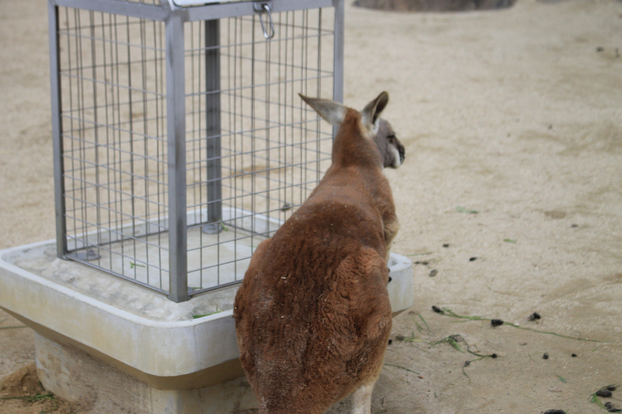 Canon EOS 1100D (EOS Rebel T3 / EOS Kiss X50) + Canon EF-S 18-55mm F3.5-5.6 IS STM sample photo. Img photography