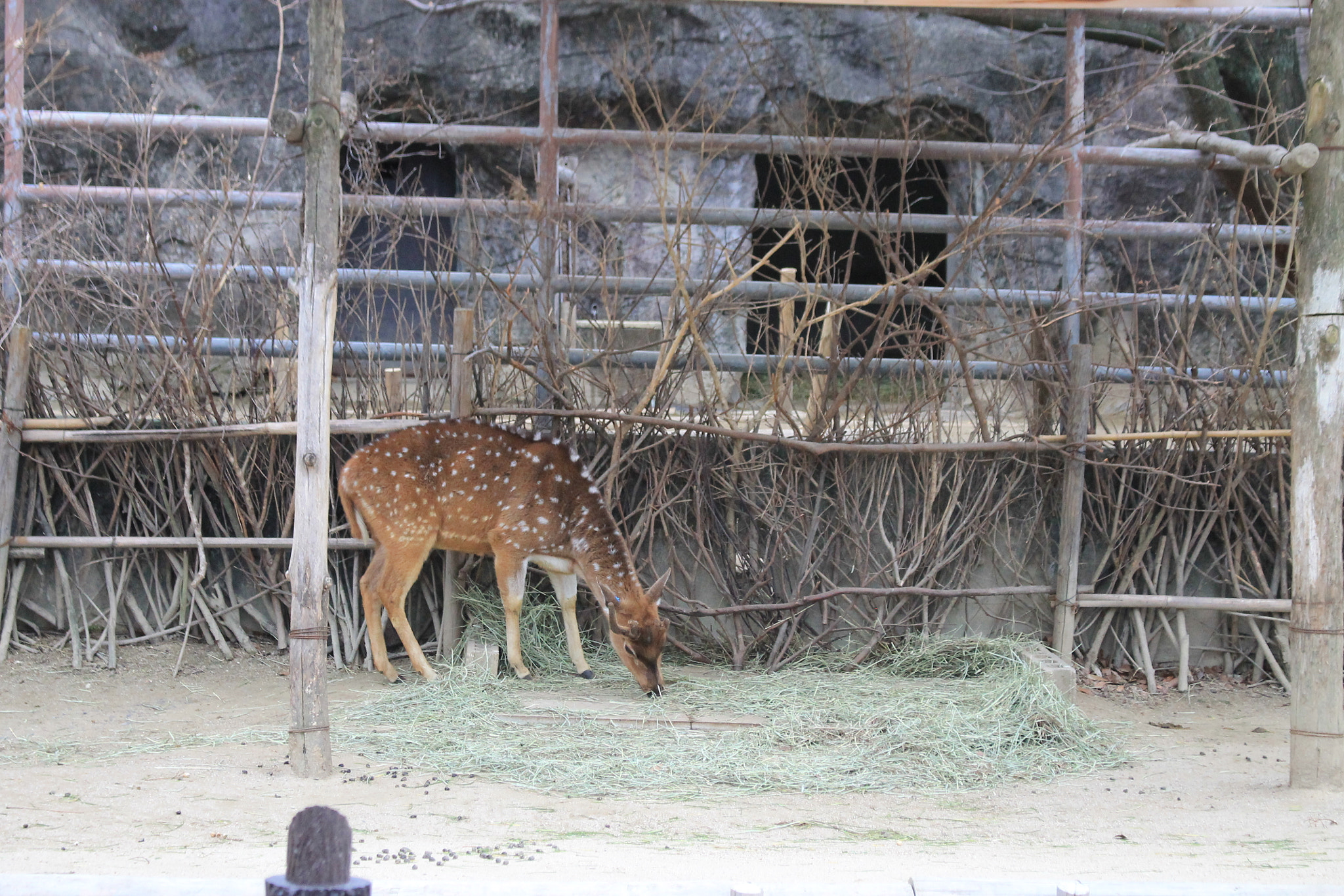 Canon EOS 1100D (EOS Rebel T3 / EOS Kiss X50) + Canon EF-S 18-55mm F3.5-5.6 IS STM sample photo. Img photography