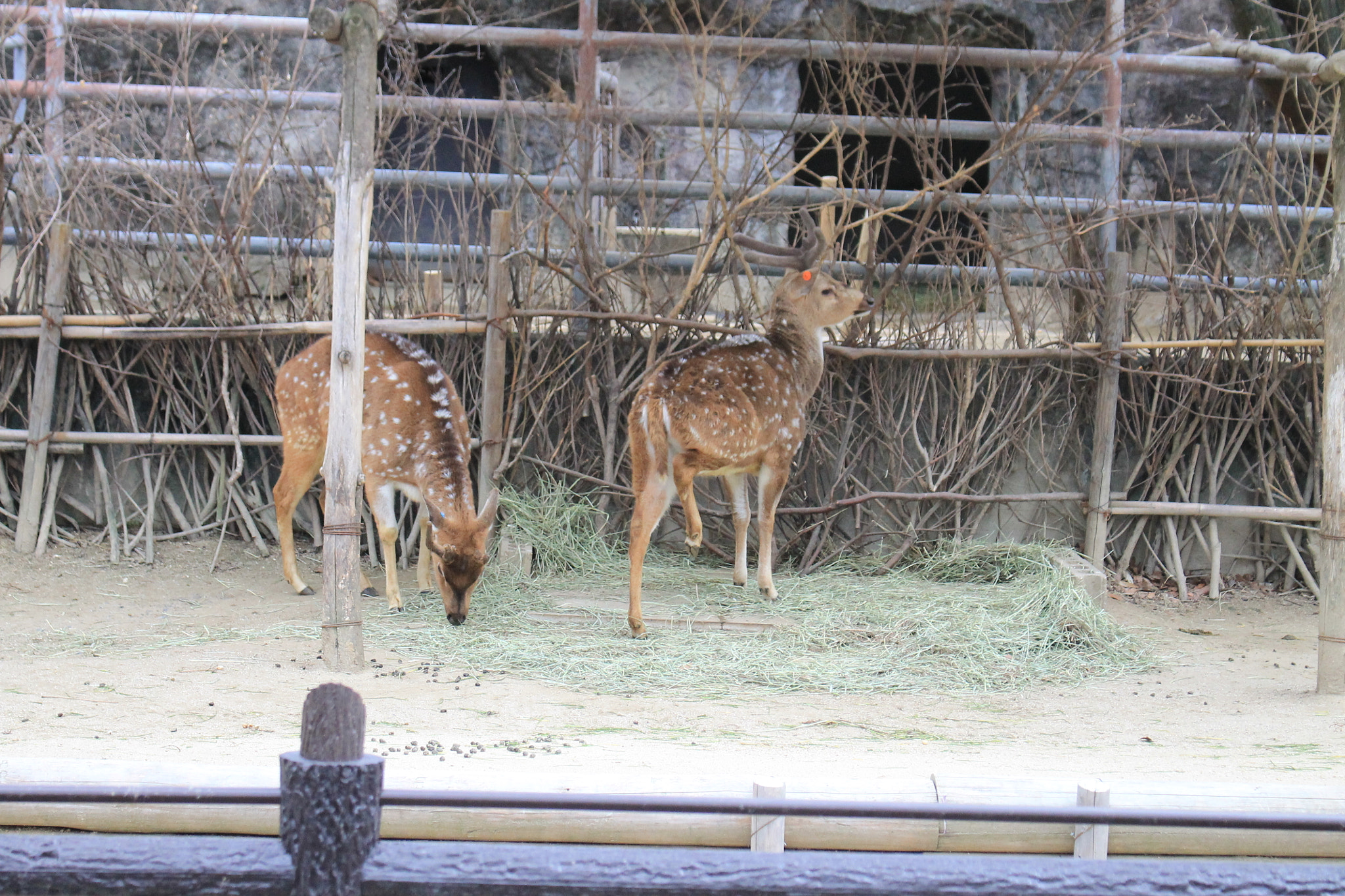 Canon EOS 1100D (EOS Rebel T3 / EOS Kiss X50) + Canon EF-S 18-55mm F3.5-5.6 IS STM sample photo. Img photography