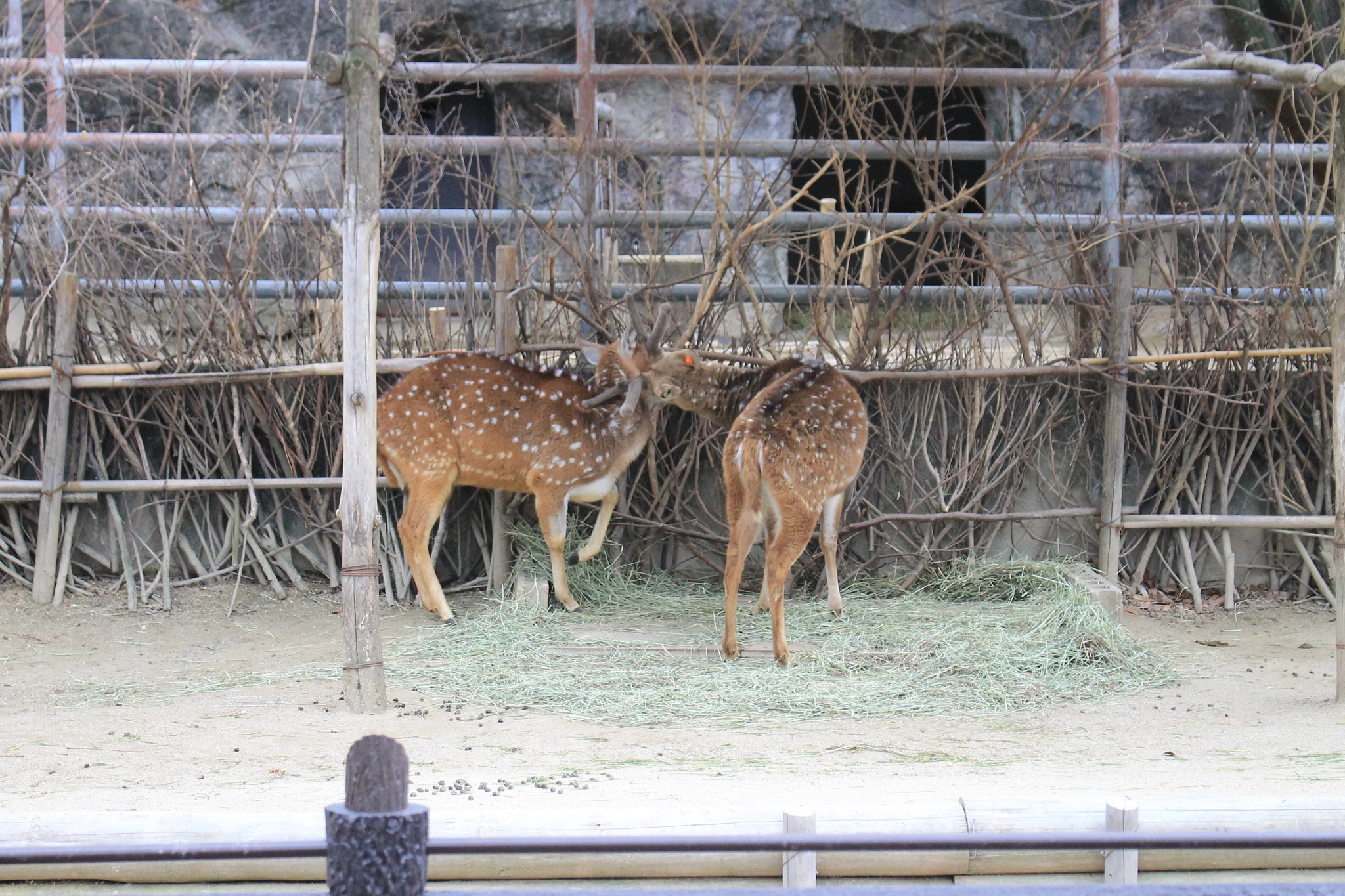 Canon EOS 1100D (EOS Rebel T3 / EOS Kiss X50) + Canon EF-S 18-55mm F3.5-5.6 IS STM sample photo. Img photography