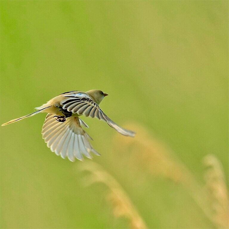 Nikon D4 sample photo. Bearded parrotbill photography