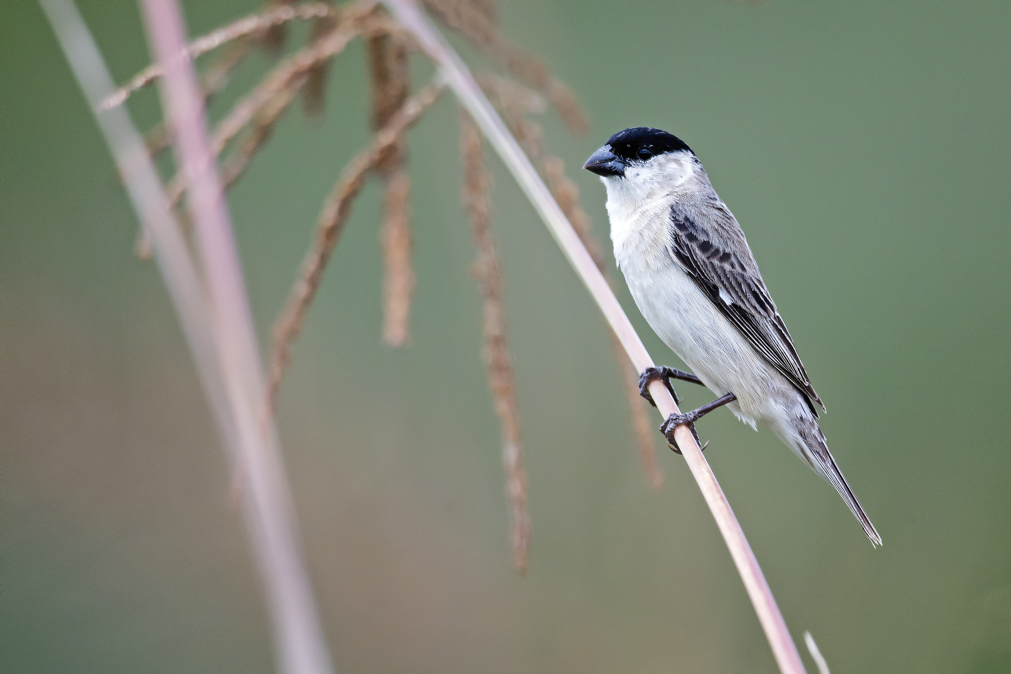 Nikon AF-S Nikkor 800mm F5.6E FL ED VR sample photo. Pearly-bellied seedeater photography