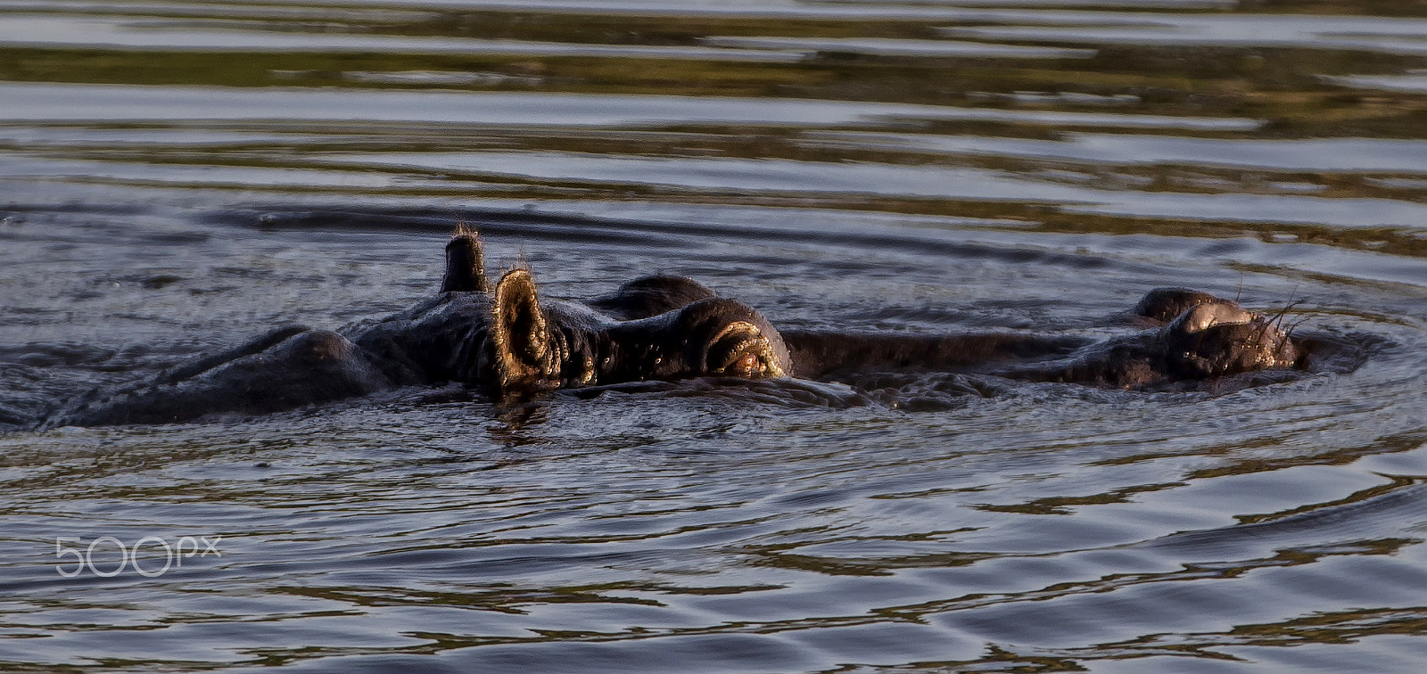 Canon EOS 6D + Canon EF 70-200mm F2.8L IS II USM sample photo. Hippo in water photography