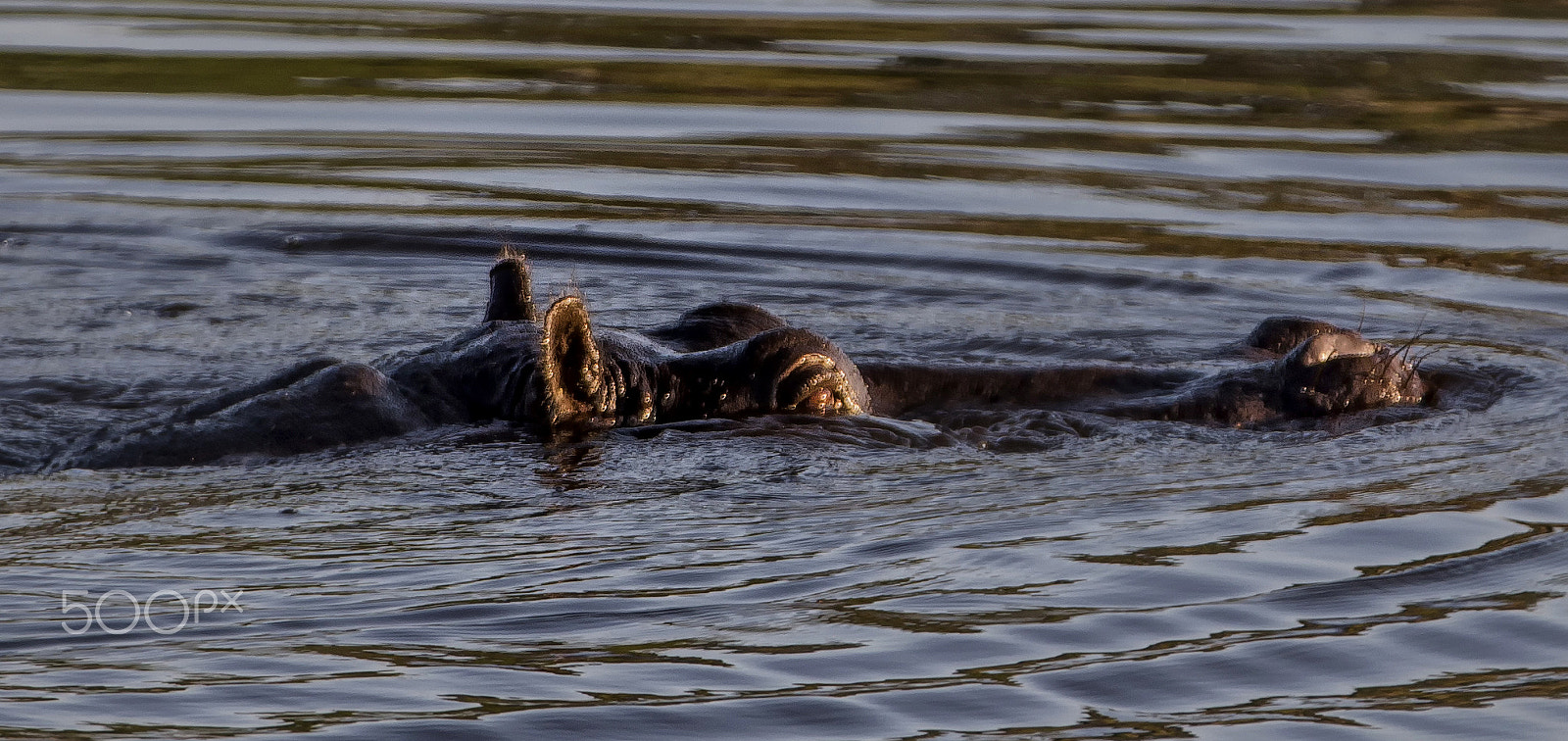 Canon EF 70-200mm F2.8L IS II USM sample photo. Hippo in water photography