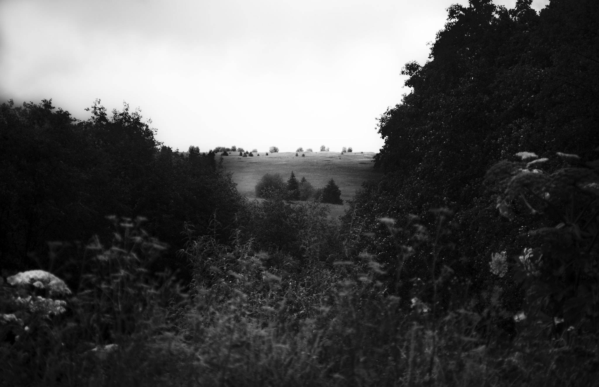 Canon EF 35-105mm f/3.5-4.5 sample photo. В тумане photography
