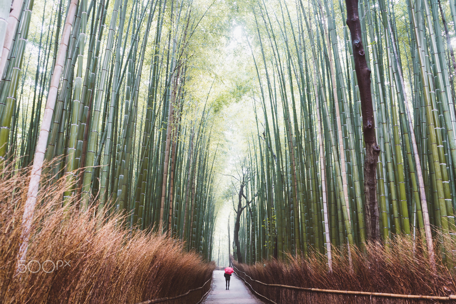 Sony a7R II sample photo. Arashiyama bamboo forrest photography