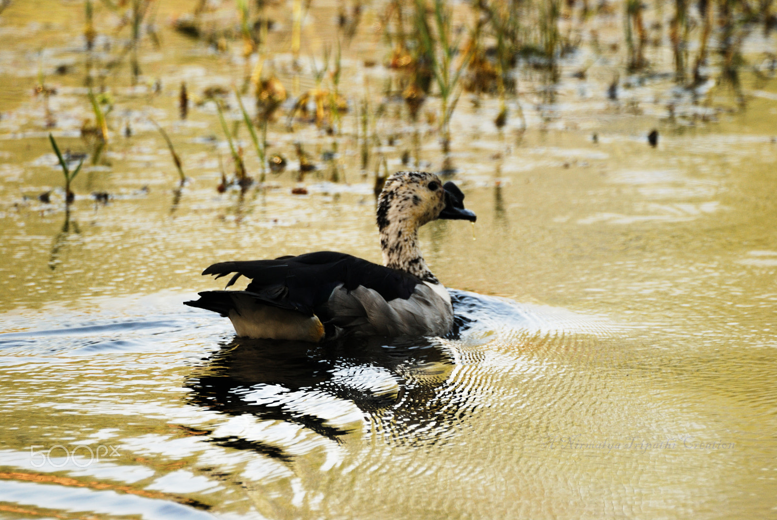 Nikon D60 sample photo. Ripples in water photography
