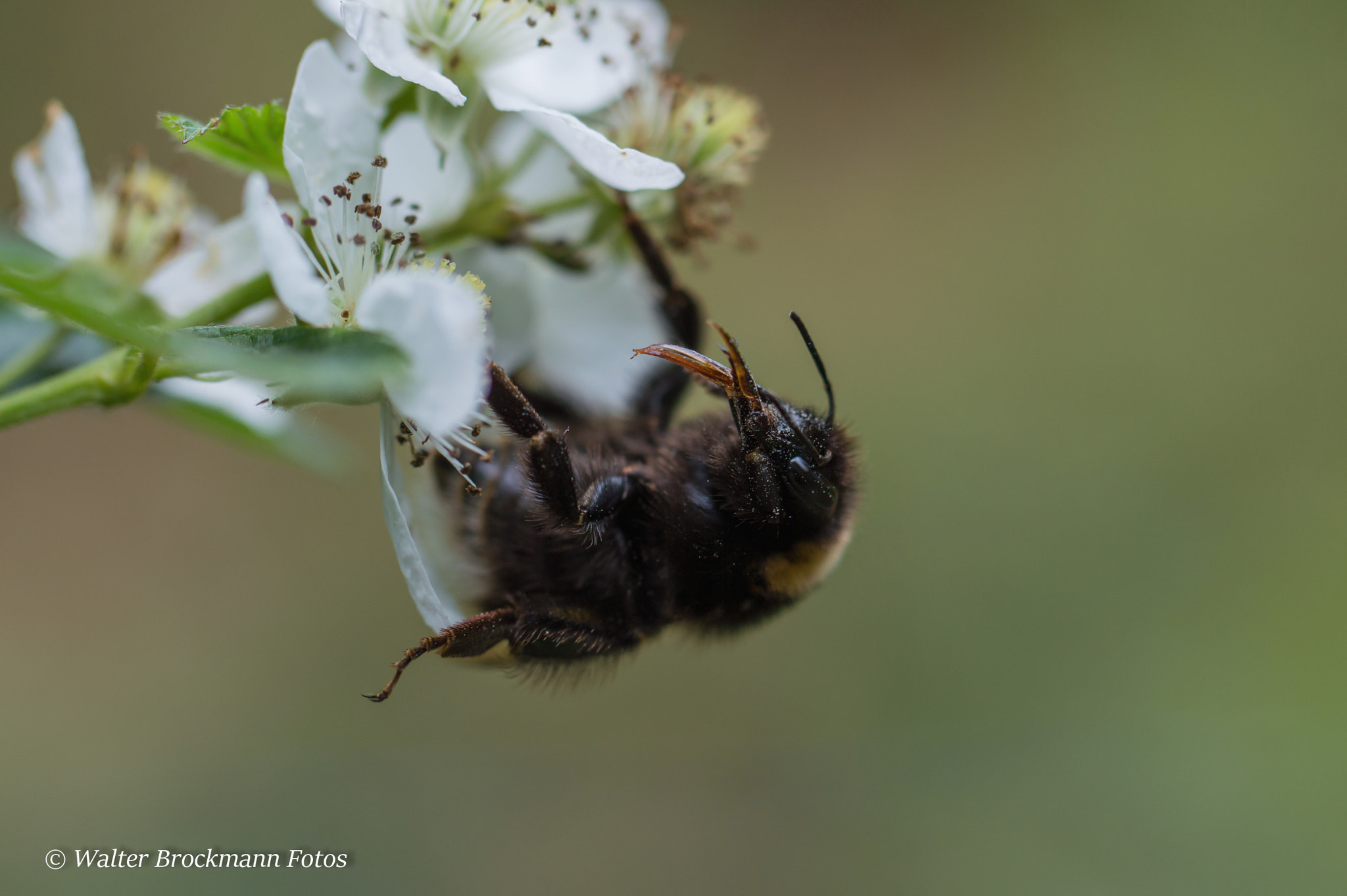 Nikon D3200 sample photo. Käfer/insekten photography