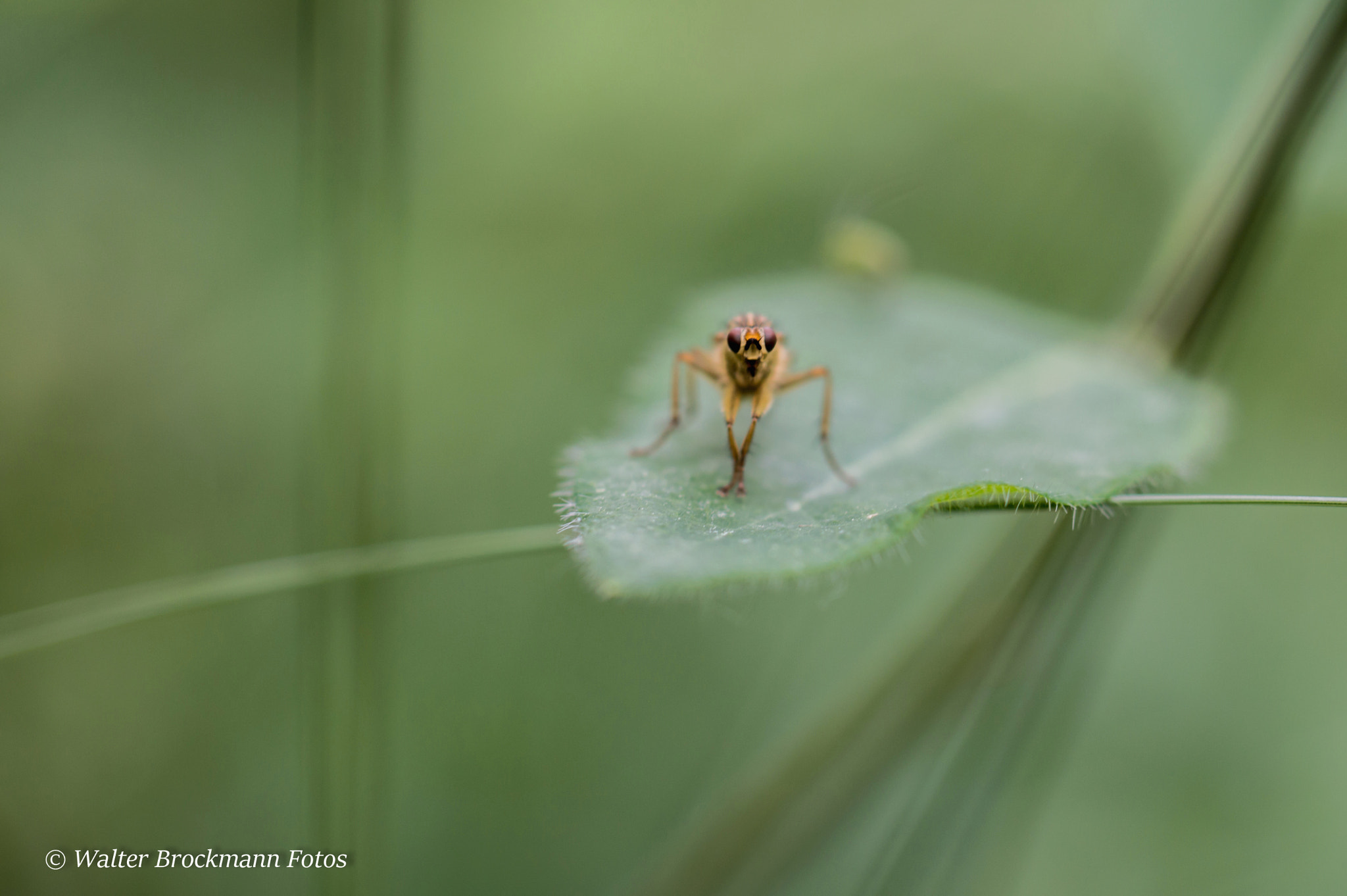 Nikon D3200 sample photo. Käfer/insekten photography