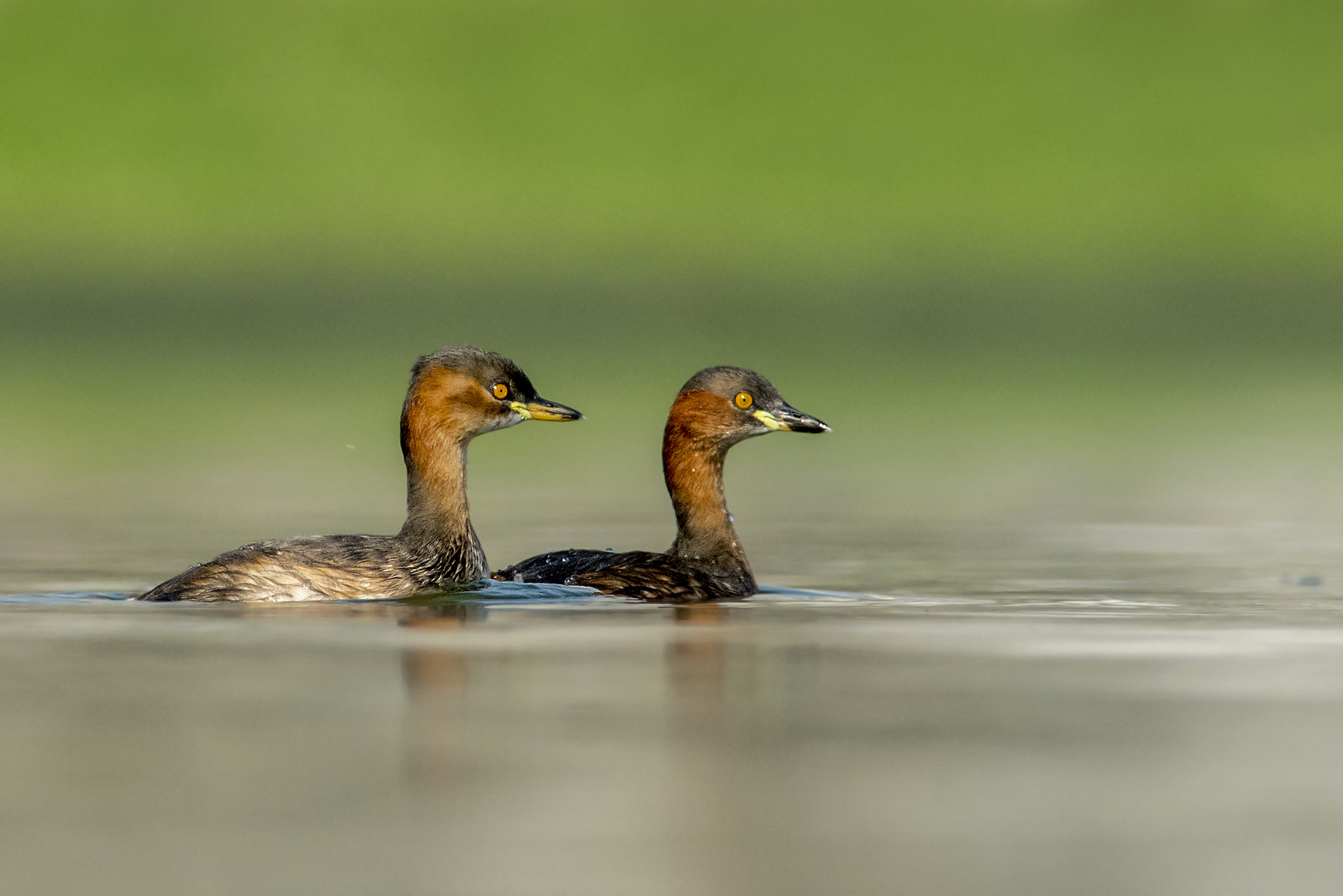 Nikon D7200 + Nikon AF-S Nikkor 300mm F4D ED-IF sample photo. Couple photography