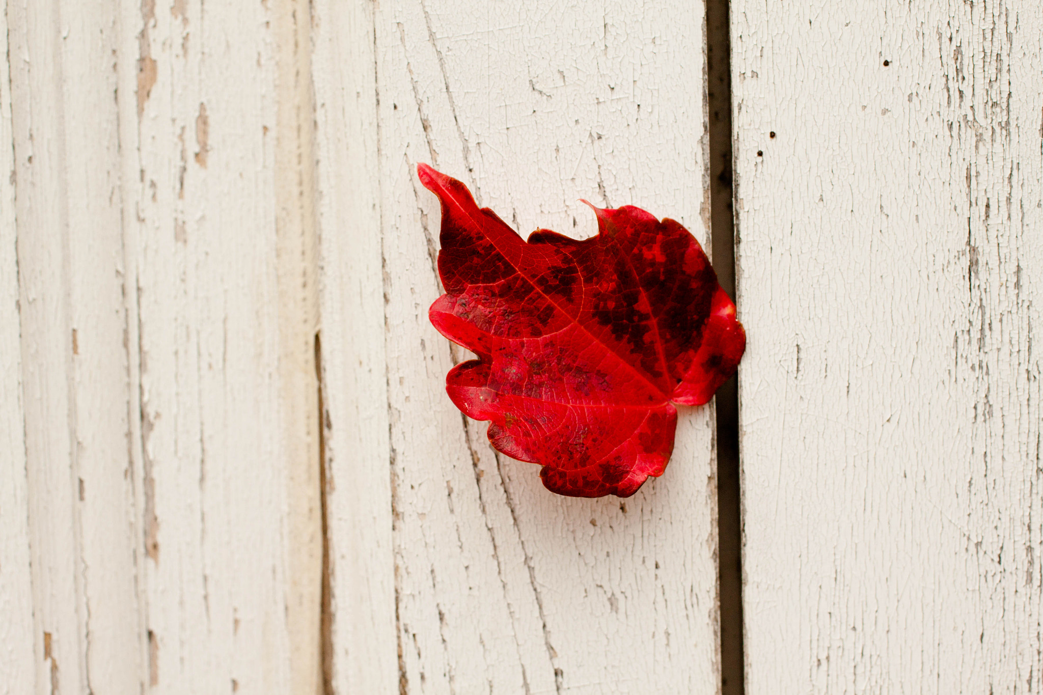 Canon EOS 500D (EOS Rebel T1i / EOS Kiss X3) + Canon EF 50mm F2.5 Macro sample photo. Burning leaf on a white wall photography