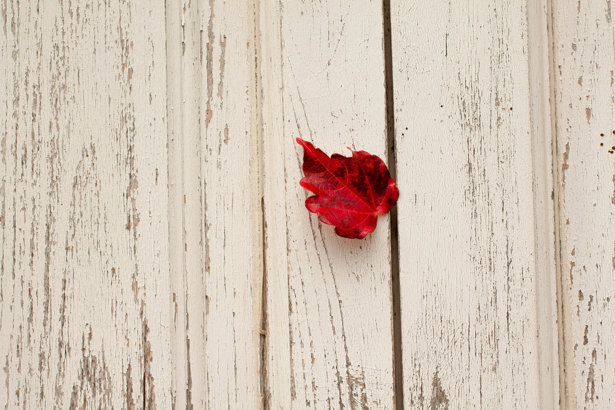 Canon EOS 500D (EOS Rebel T1i / EOS Kiss X3) sample photo. Burning leaf on a white wall photography