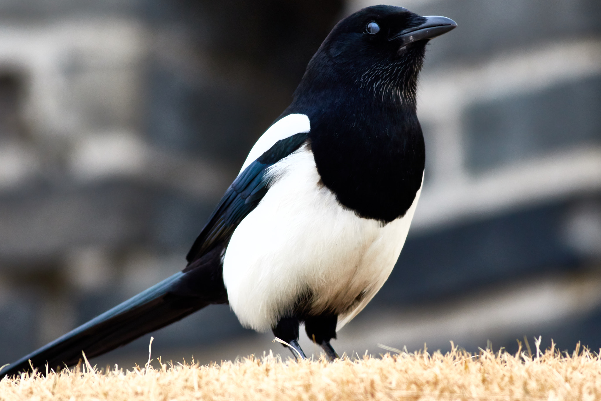 Canon EOS 7D Mark II + Canon EF 400mm F5.6L USM sample photo. Magpie photography